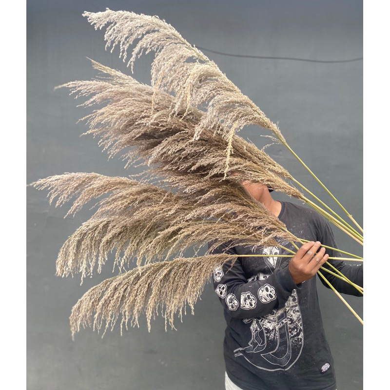 Pampas bulu , bunga kering Pampas  bulu halus kualitas terbaik