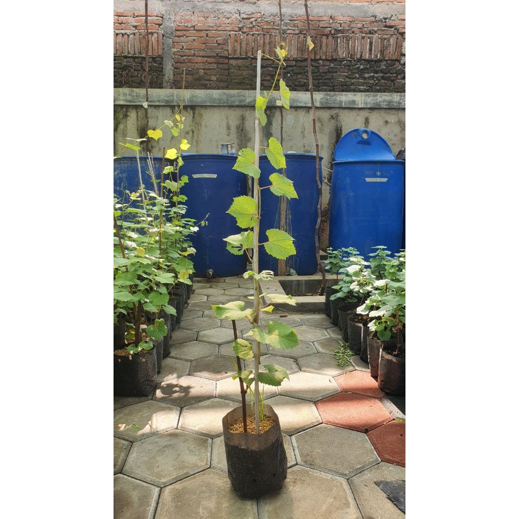 BIBIT ROOTSTOK ANGGUR IMPORT