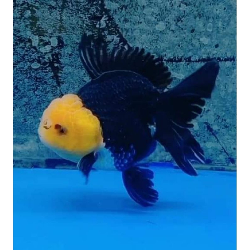 IKAN HIAS MAS KOKI ORANDA PANDA ISI 5 BONUS PELET IKAN