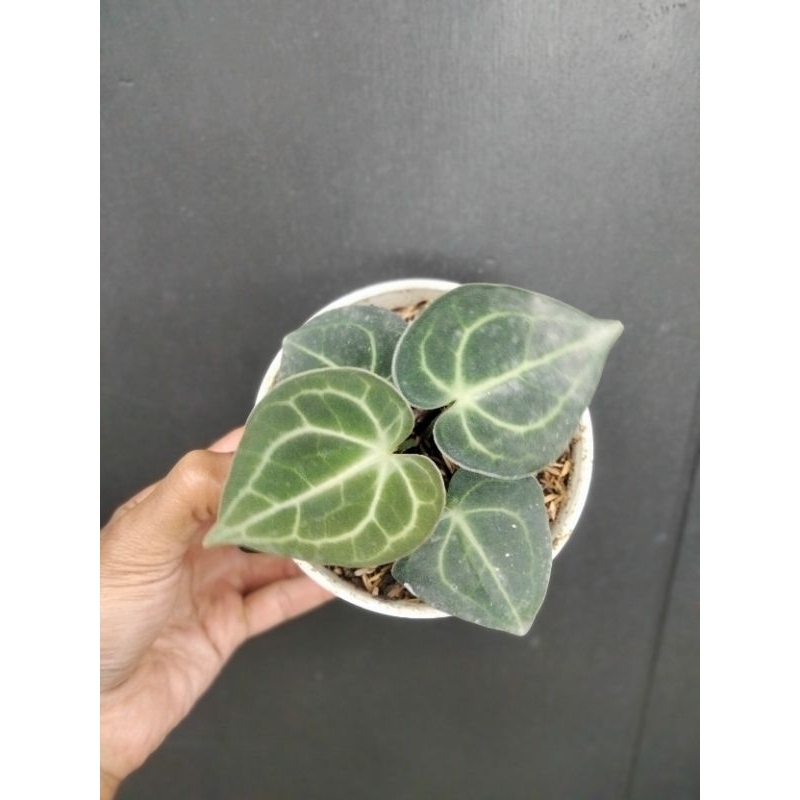 Anthurium clarinervium/kuping gajah karet / tarantula