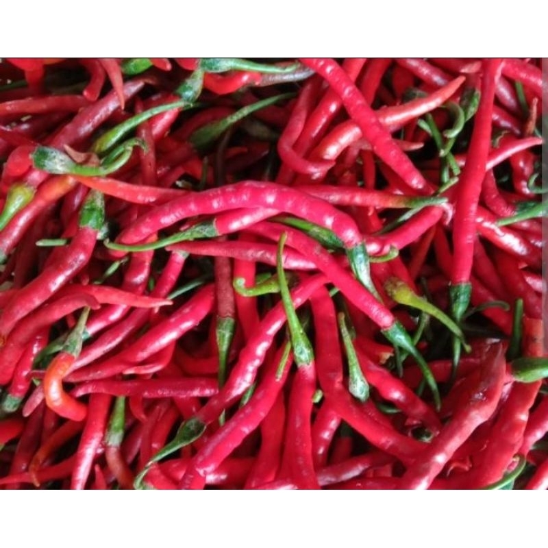 

Cabe Merah 100gr. tanyakan stock terlebih dahulu sblm order