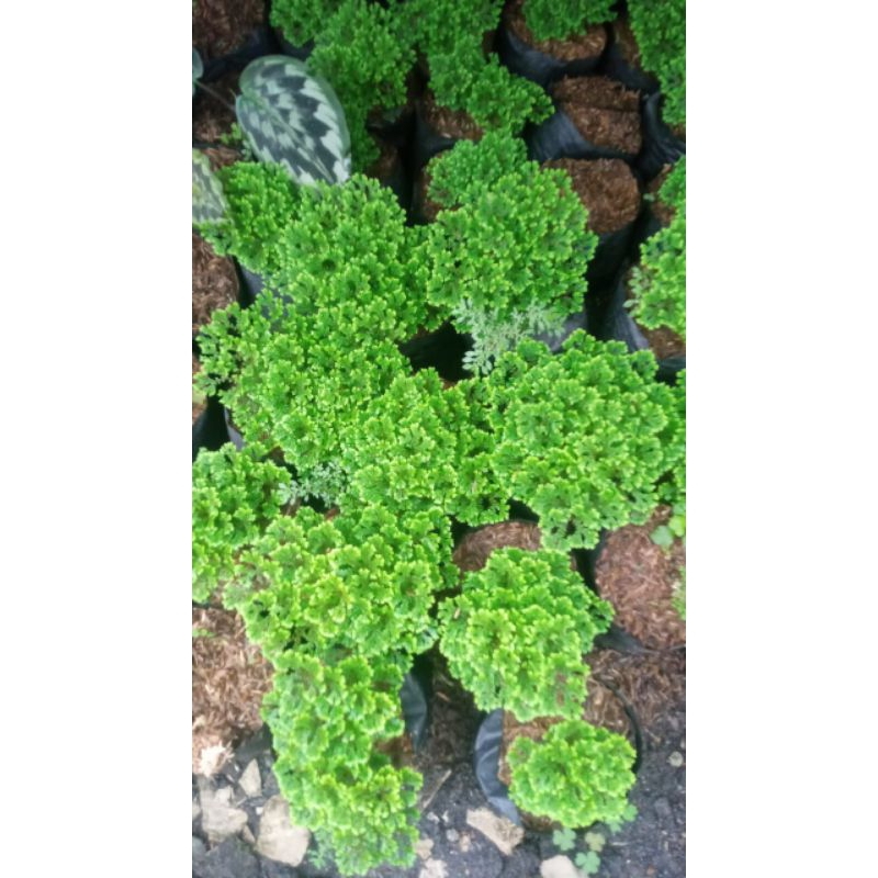 Azolla microphylla