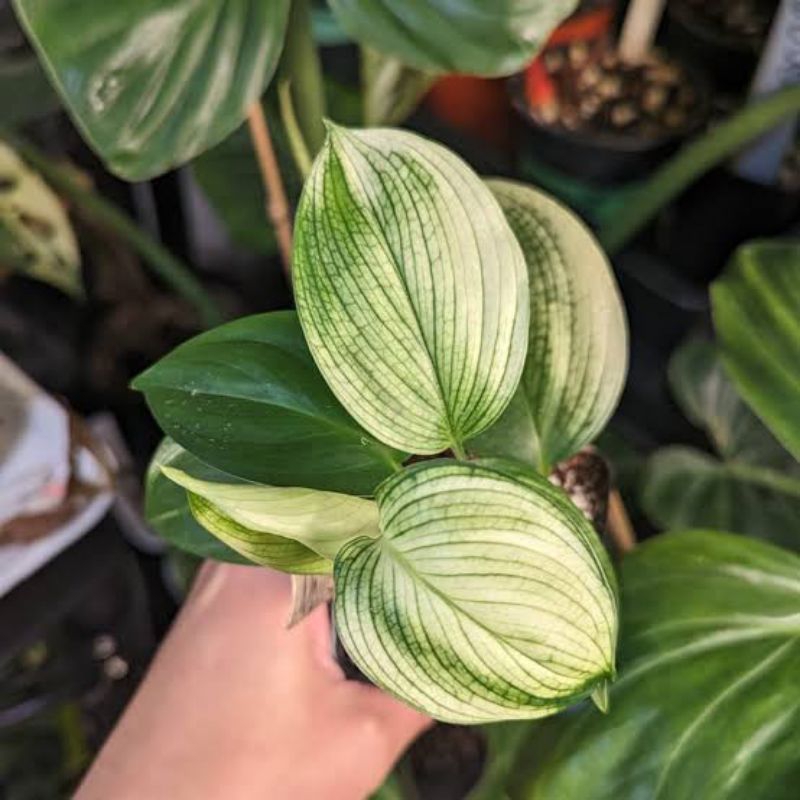 Tanaman Hias Scindapsus White Monster