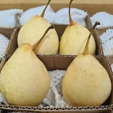 Pir yalie Buah pear