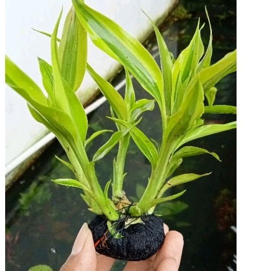 tanaman aquascape bambu air kuning