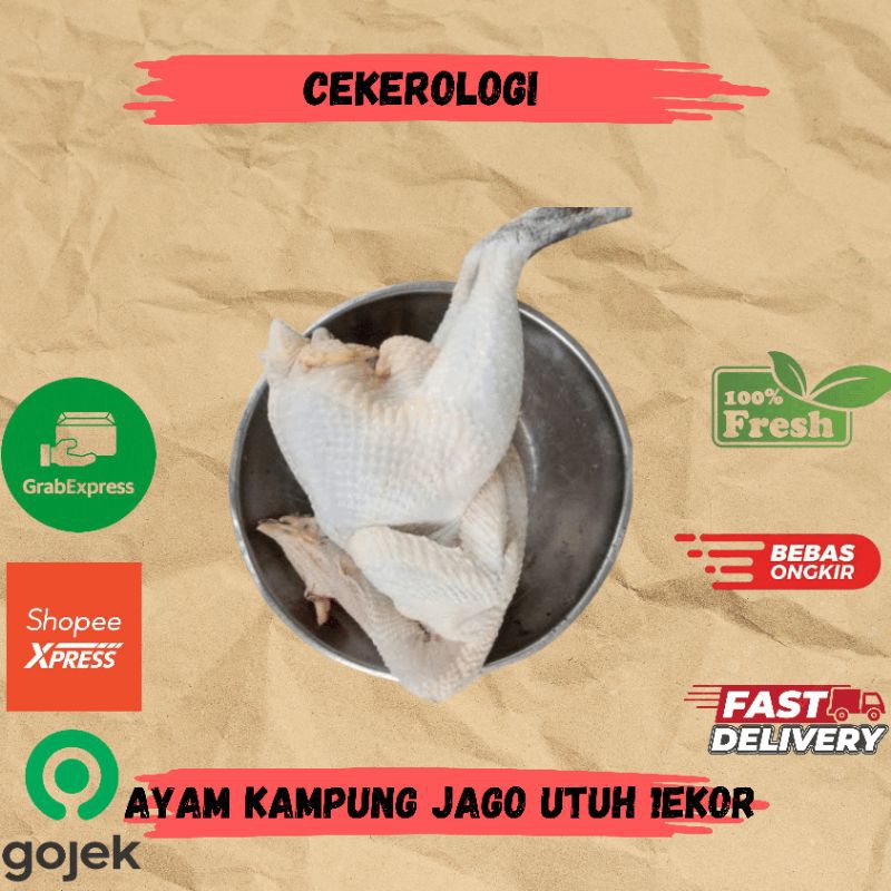 Ayam Kampung Jago Utuh 1ekor / Ayam Kampung Jago / Ayam Kampung Hidup / Ayam Kampung Utuh Fresh Berk