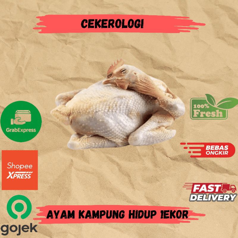 

Ayam Kampung Hidup 1ekor / Ayam Kampung Hidup / Ayam Kampung / Ayam Kampung Potong Fresh Berkualitas /JABODETABEK / Ayam Potong / Daging Ayam / Ayam