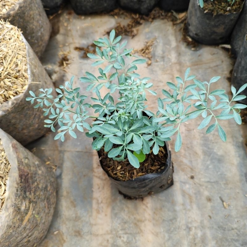 tanaman inggu herbal