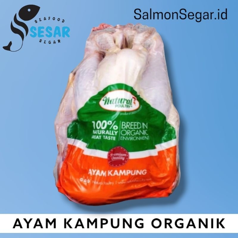 

Ayam Kampung Probiotik Organik - Natural Poultry - Ayam Segar