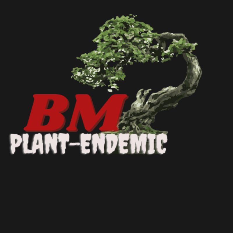 bonsai Sargenti mantapp