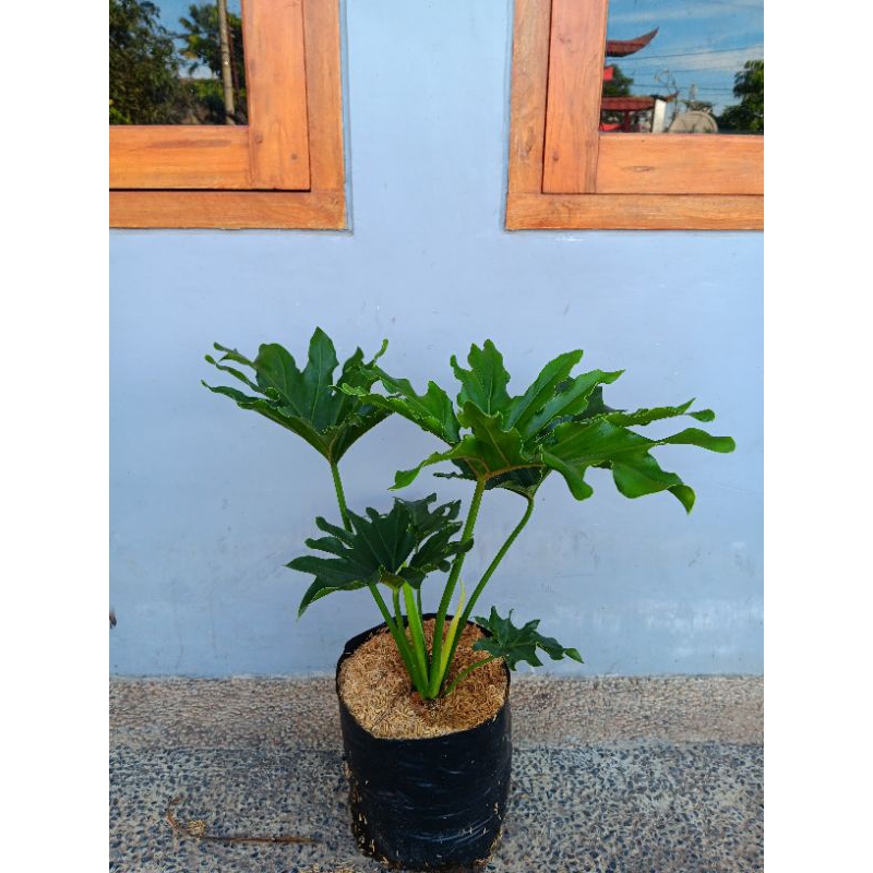 Tanaman Hias Philodendron Selloum | Philo Jari | Jendron Ukuran Jumbo
