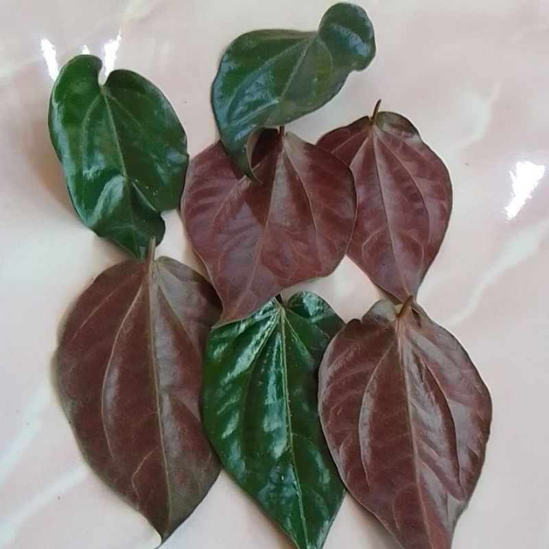 Daun Sirih Merah asli