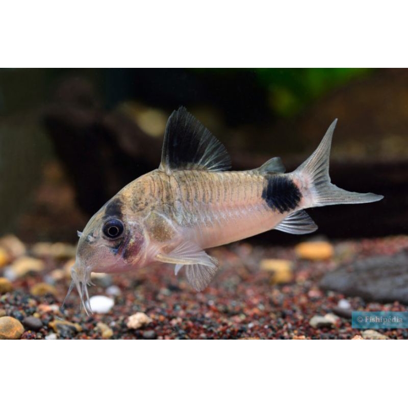 corydoras panda