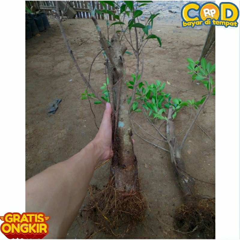 BAHAN BONSAI BERINGIN MENGKI POHON HIDUP 9999999%