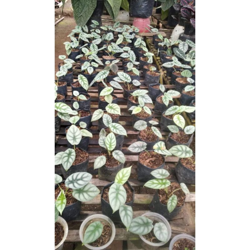 ALOCASIA DRAGON SILVER ANAKAN MURAH