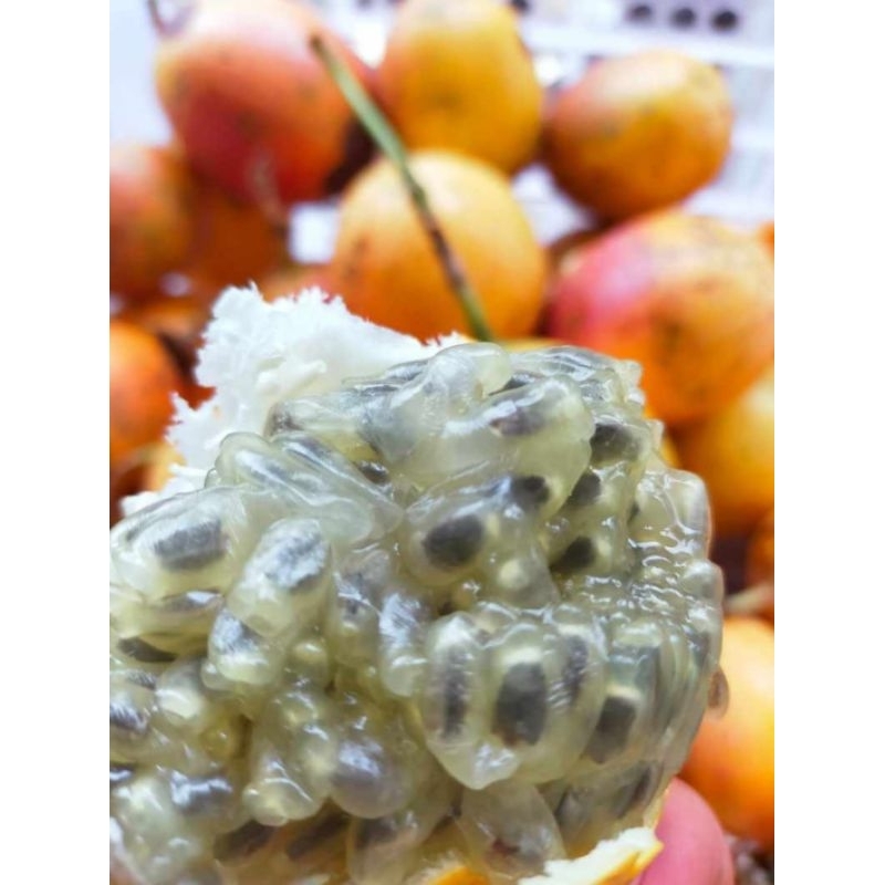 

Konyal Matang Pohon / Markisa manis ON PROMOO
