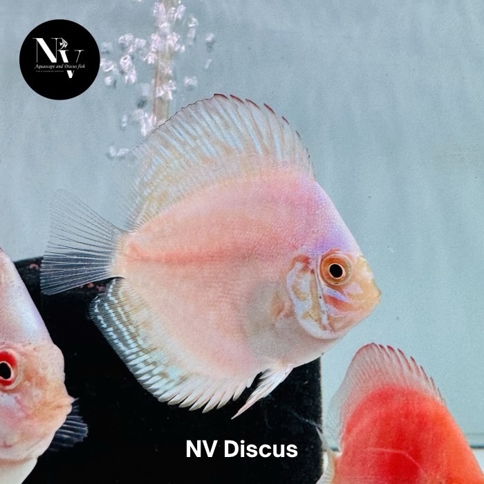 IKAN HIAS DISCUS WHITE BUTTERFLY