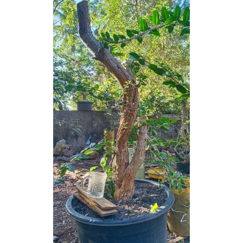 bahan bonsai sisir bunjin