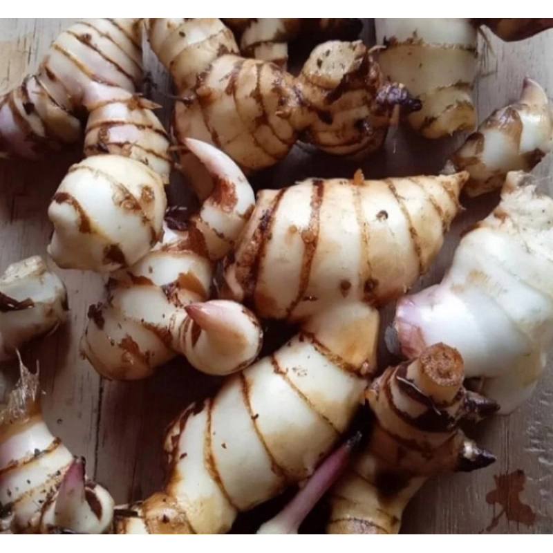 

Umbi ganyong putih 1 kg segar organik