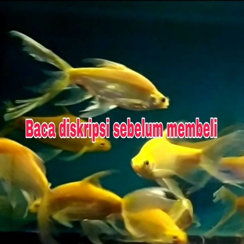 Tankmate kapiat slayer 12cm