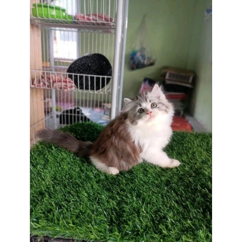 kucing Persia Himalaya ragdol