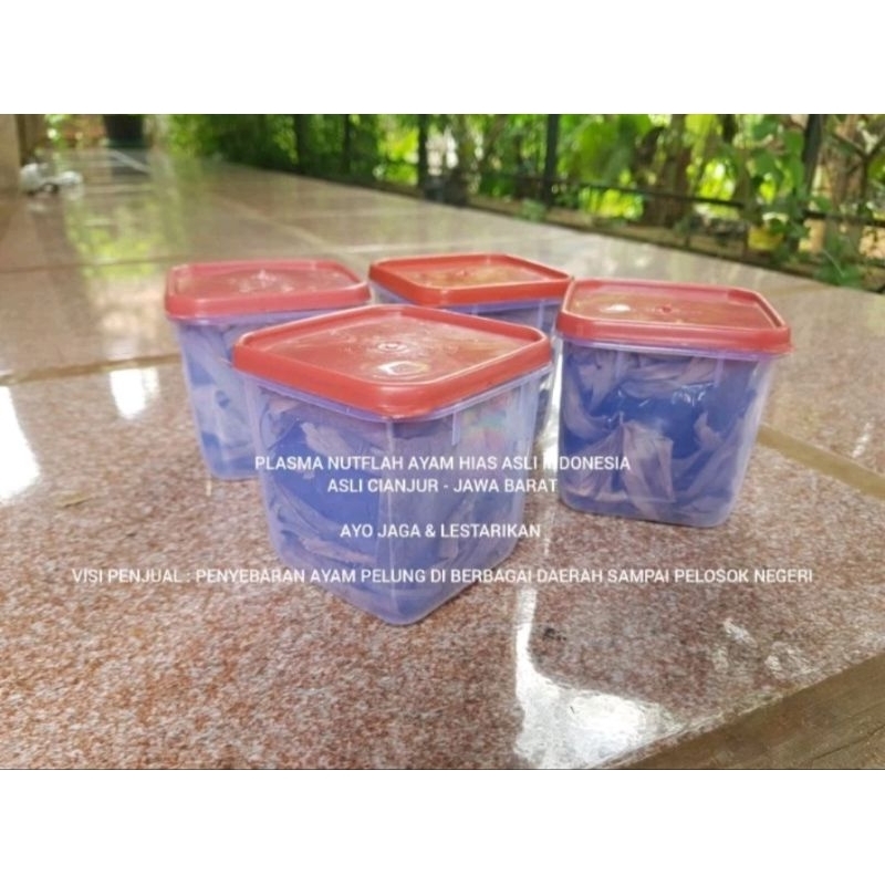 FGFG56846 Telur Ayam Pelung Bulu Putih Brumbun Untuk Ditetaskan Fertil 564568