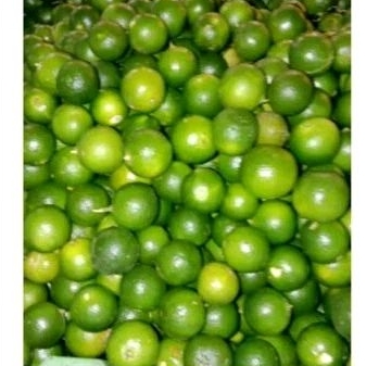 

Jeruk sangkit fresh 1kg