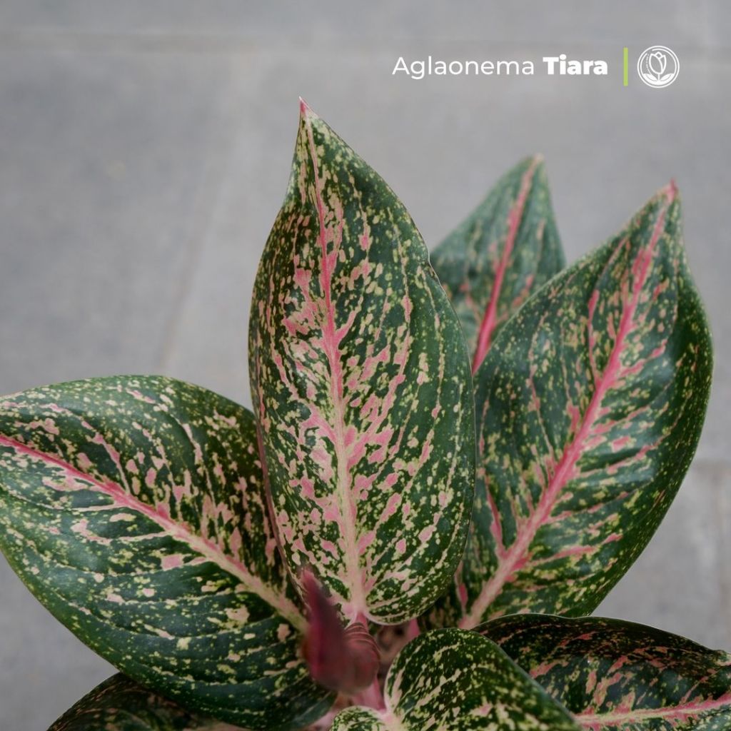 Aglonema Tiara