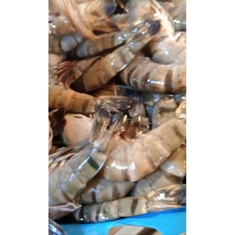 

udang segar 500grm isi 17-18 ekor