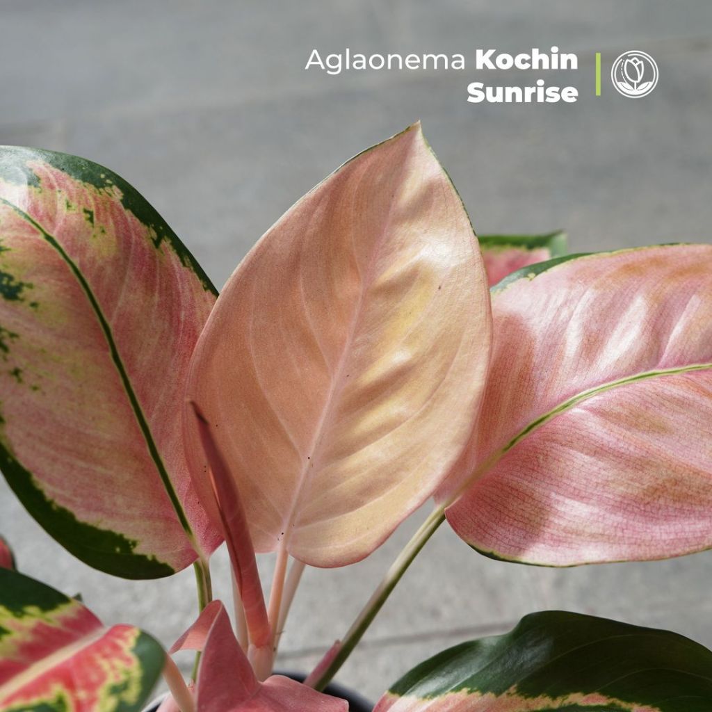 Aglonema Kochin Sunrise