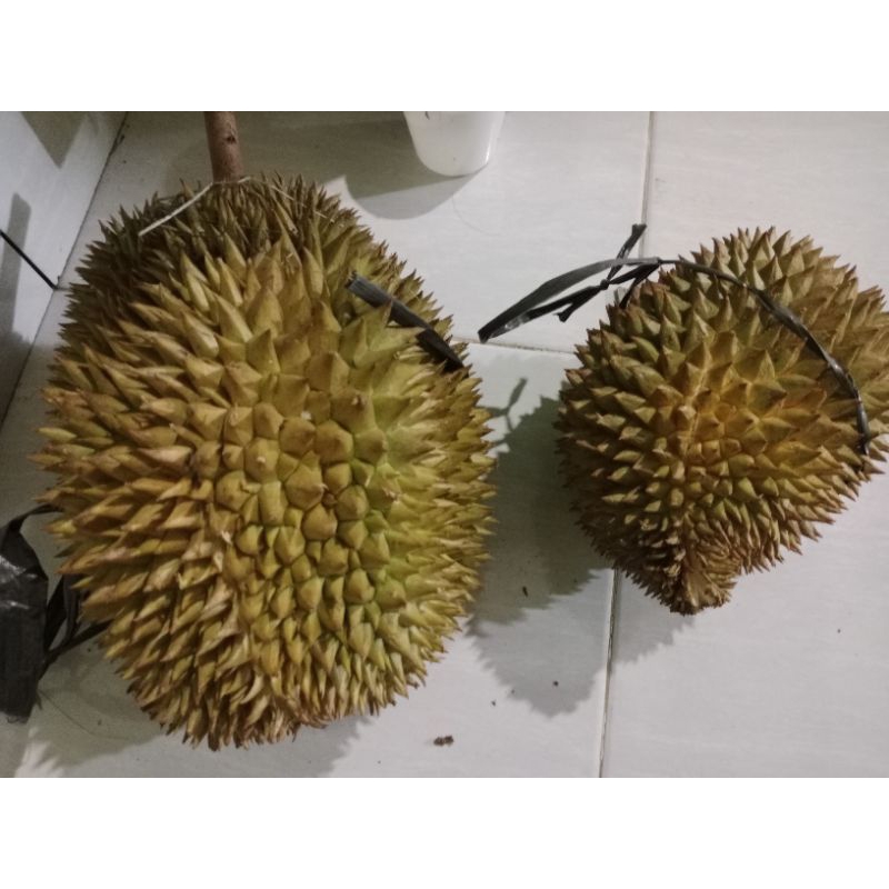 

duren lampung