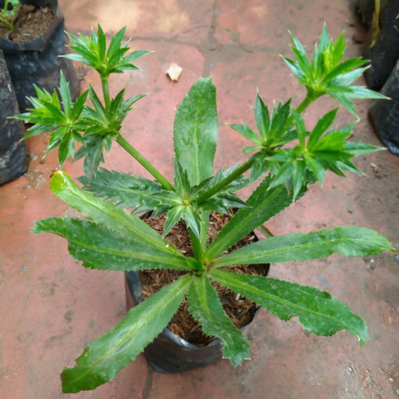 

Daun walang sangit / daun herbal / daun umpan mancing