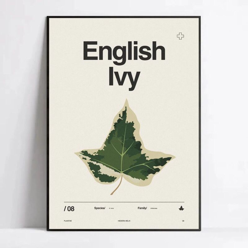 English Ivy : Hedera Helix - Plantae Poster