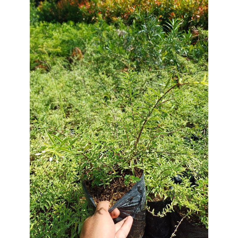 Bibit Bunga Anting Putri Micro Bahan Bonsai Mikro