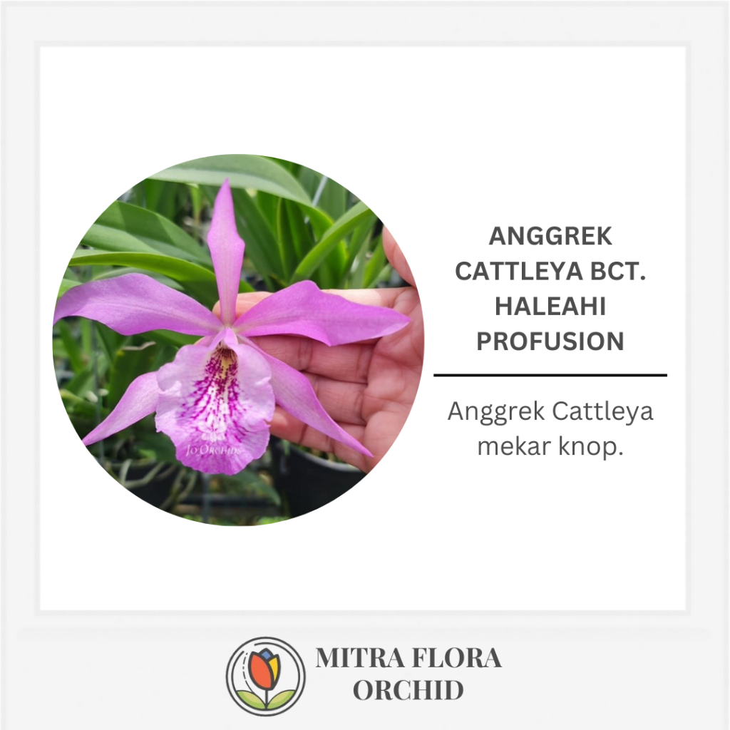 Anggrek Cattleya Mini Bct. Haleahi Profusion