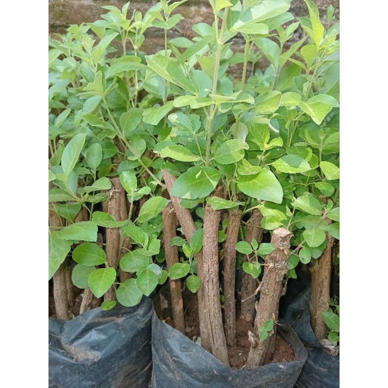 bibit Gandasari/legundi paket 6 bibit,tanaman obat herbal