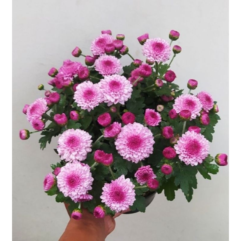 2 POHON _ TANAMAN HIDUP  KRISAN ASTER PINK POMPOM