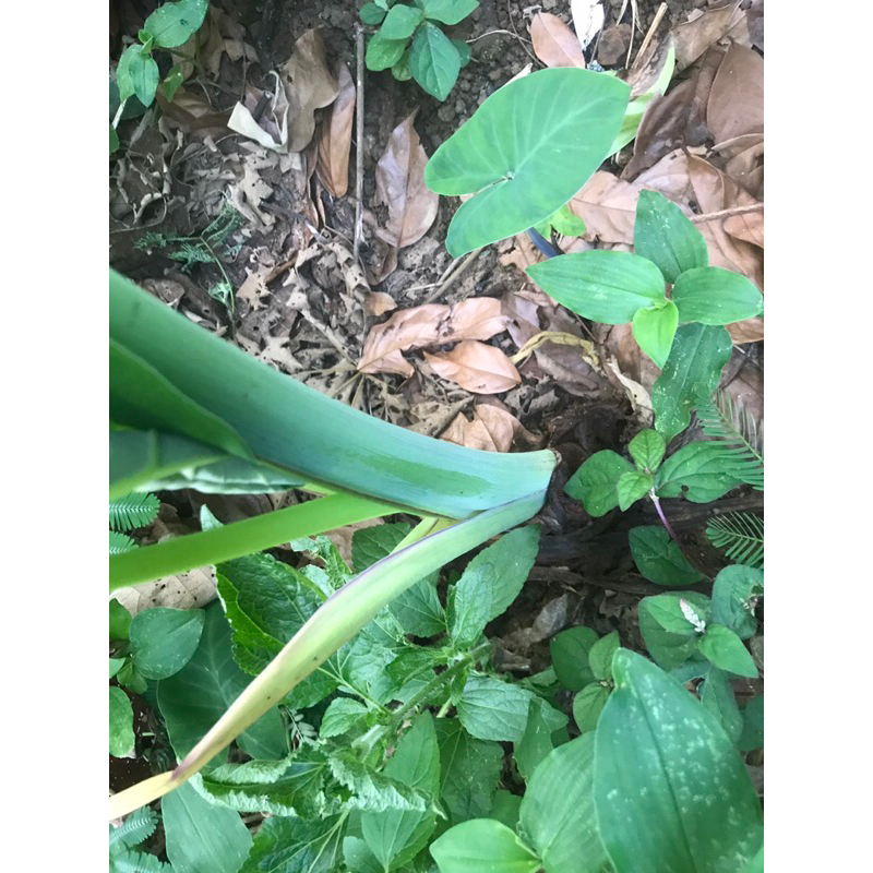 

Umbi talas segar fress 1kg bersih