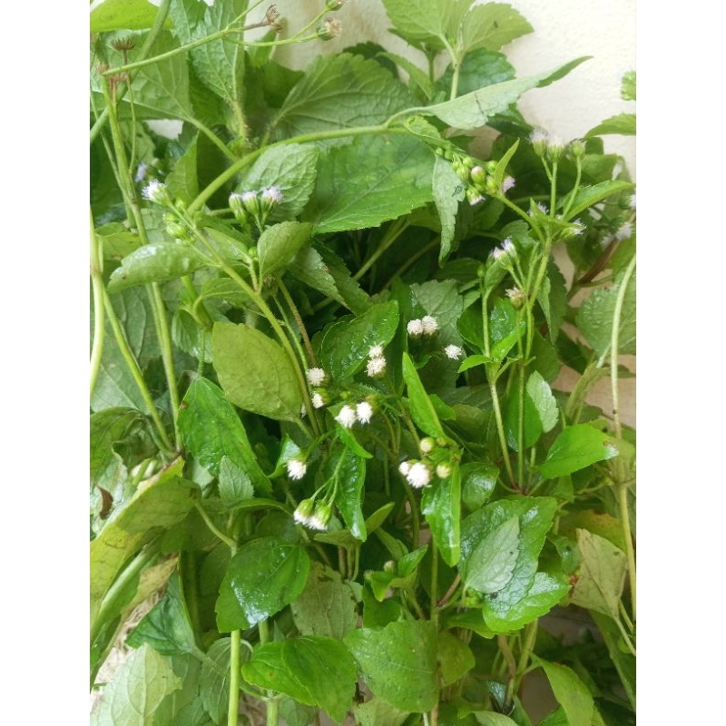 

daun babadotan edisi terbatas 1 KG