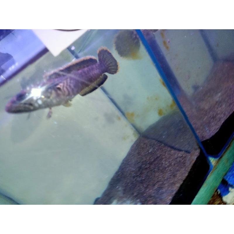 stiker Channa limbata lawu wc