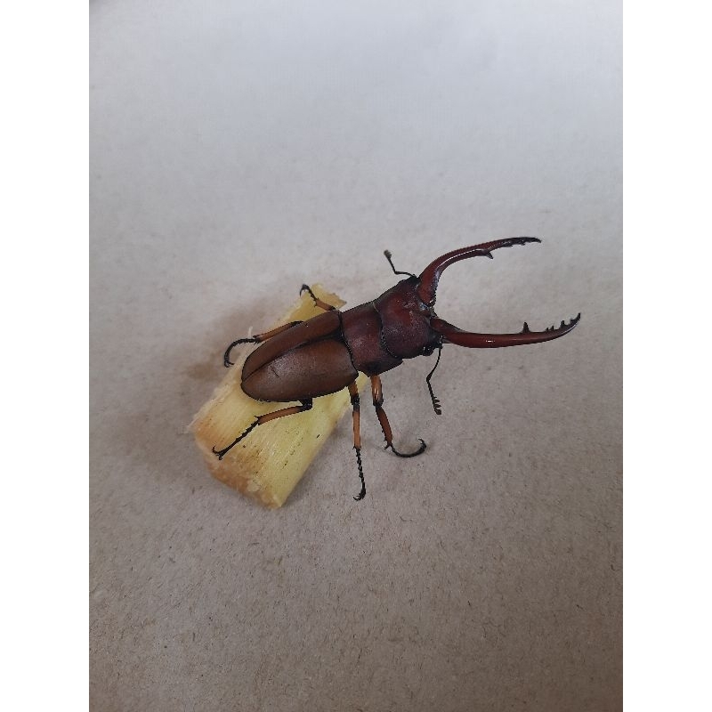 Kumbang capit hidup ccylommatus astaciodes