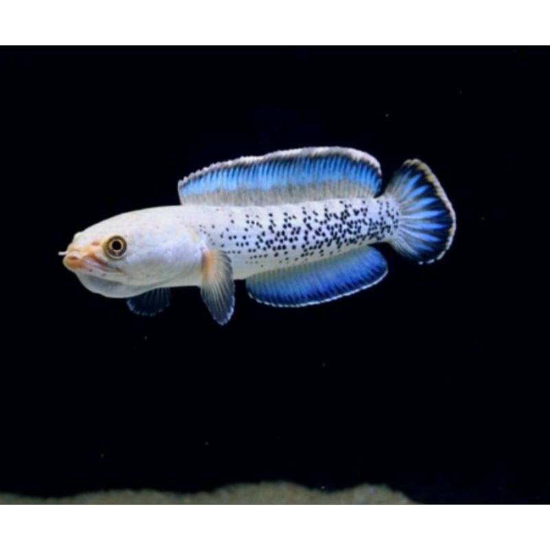 ikan channa stewartii galak ukuran 10—12