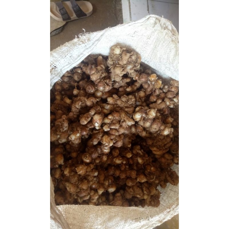 

Kencur super 1kg kencur segar