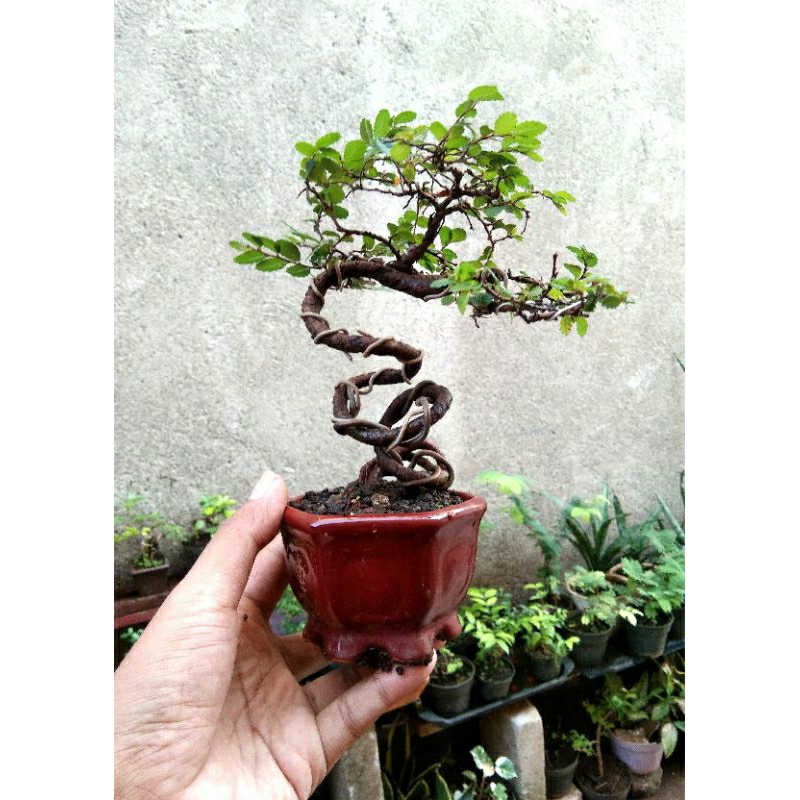 Bonsai Ulmus Mikro