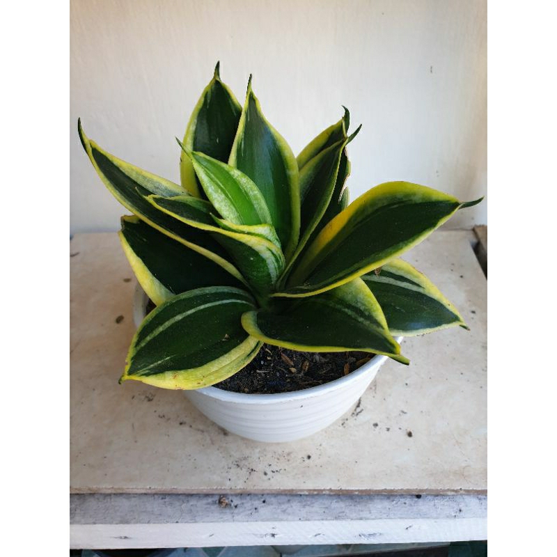 Lidah mertua/sensivera pagoda