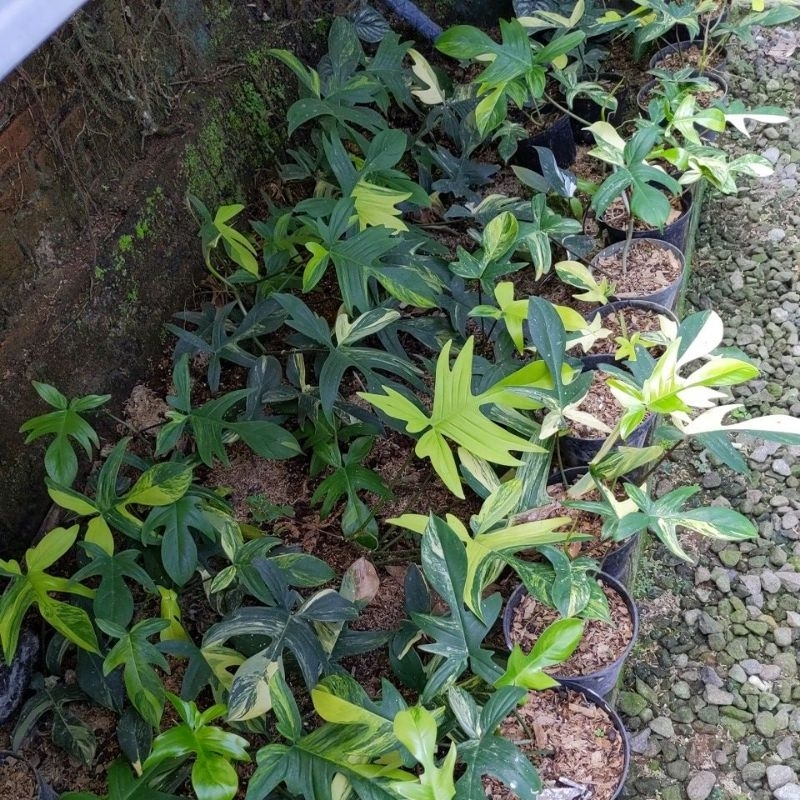 Florida beauty variegata