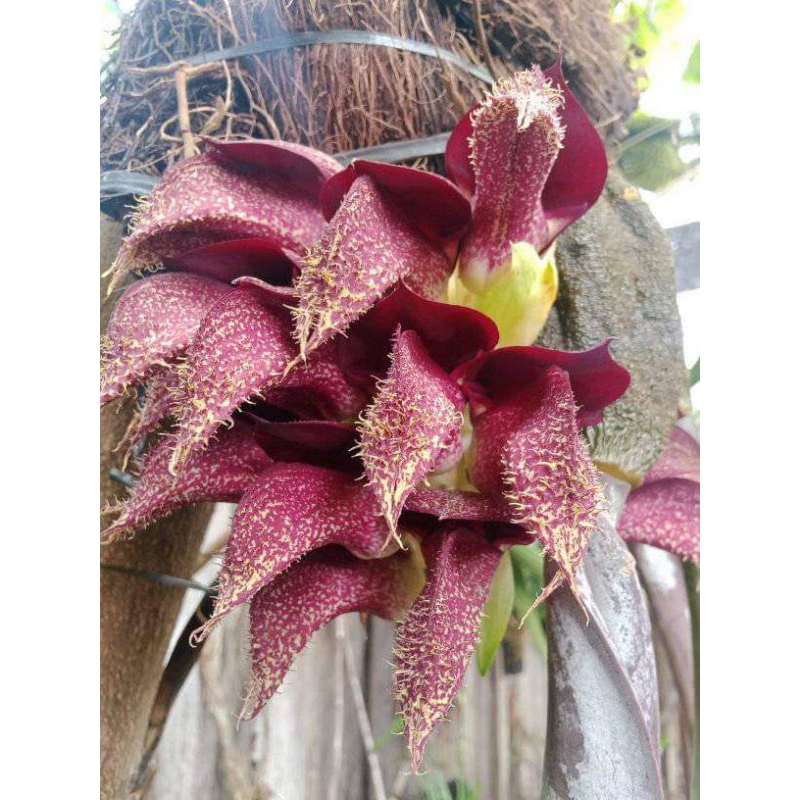 bulbophyllum phalaenopsis