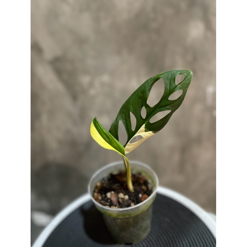 tanaman hias janda bolong Variegata Monstera andansonii Variegata acuminata