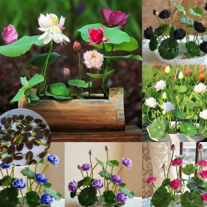 COD Isi 5 Biji Bibit Benih Bunga Lotus Mini Mudah Tumbuh  Benih Lotus  Biji bunga lotus bonsai  bung