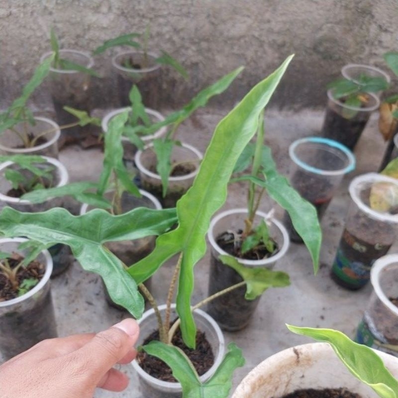 alokasia zebrina tigrina